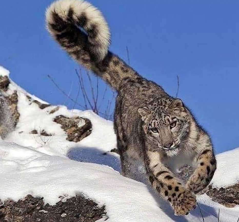 Fauna que puede encontrarse en la subida al Everest